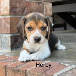 Herby - Black tan and white male Beagle puppy in Mansfield, Missouri from Rippee Creek Kennel