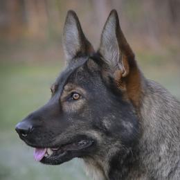 Tova - German Shepherd