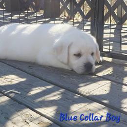 Blue Collar Boy - Yellow male Labrador Retriever puppy in Alma, Arkansas from Abundance Labradors