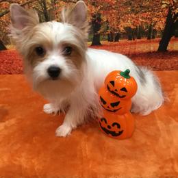 Dusty - Parti male Yorkshire Terrier puppy in Lincolnton Ga, Georgia from Mary Yorkies in Ga