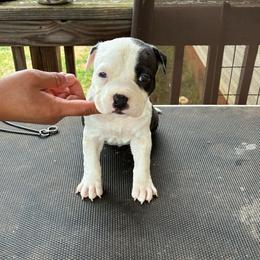 Scrabble - Black male American Staffordshire Terrier puppy in Byron, Georgia from Lelani