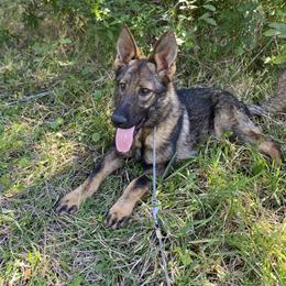Red collar - Sable German Shepherd puppy in Punta Gorda, Florida from Blitzenhaus Working Dogs
