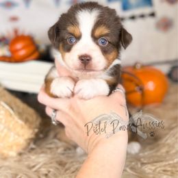 Fiona - Red tri female Toy Australian Shepherd puppy in Liberty Hill, Texas from Pistol Paws Aussies