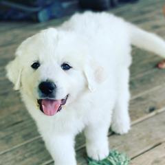 Great Pyrenees from Blackmore Farm
