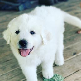 Great Pyrenees from Blackmore Farm