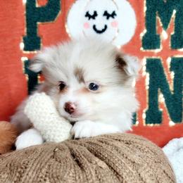 Charlie - Chocolate merle female Pomeranian puppy in Garvin, Oklahoma from Hochatown Awesome Aussies