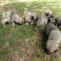 Kangal Puppies from DASA Ridge Kangals