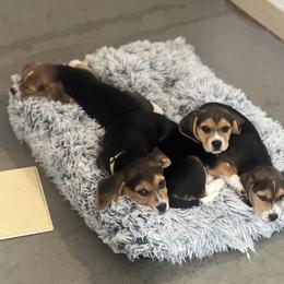 Beagle Puppies from Leslie Beagles of Leslie Farm