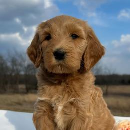 Scout - Apricot female Goldendoodle puppy in Osage City, Kansas from Golden Ridge Goldens
