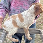 Boy 2 - Orange and white French Brittany puppy in Port Byron, Illinois from Bent River Bretons