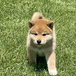James - Red male Shiba Inu puppy in Milton, Florida from Moonlight Shibas