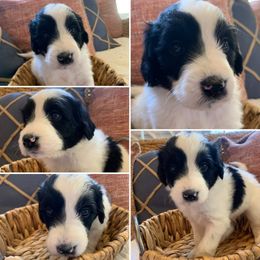 Boy 5 - Aussiedoodle puppy in Decatur, Alabama from Flint Creek Doodles