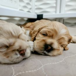 Cocker Spaniel Puppies from Lupine Cocker Spaniels