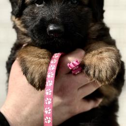 Samantha - Black and red female German Shepherd puppy in Johnstown, Ohio from Vom Haus Neufus