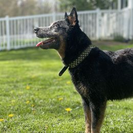 Lux - Australian Cattle Dog