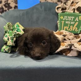 Obsiden - Black male Dachshund puppy in Hudson, Michigan from Mittentail Kennel Miniature Dachshunds & Australian Shepherds