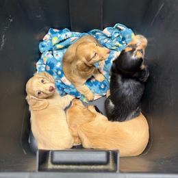 Girl 2 - Cream female Dachshund puppy in Lancaster, South Carolina from Oakview Kennels