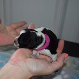 Joy - Hot Pink Girl - Parti female Miniature Schnauzer puppy in Oneonta, Alabama from Murphree Valley Kennels