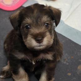 Hazel Bell - Liver female Miniature Schnauzer puppy in Fredericksburg, Virginia from Liver Legends
