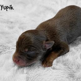 Yupik - Red tri female Miniature Australian Shepherd puppy in Garden Plain, Kansas from Krazy K Aussies