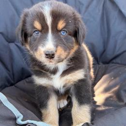 Aladdin - Black tri-color male Australian Shepherd puppy in Vernal, Utah from Dancing M Australian Shepherds