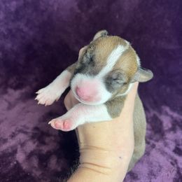 Strawberry - Red and white female Bull Terrier puppy in Sprauge, Washington from Mark My Words Bull Terriers