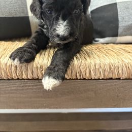Birch - Black and white male Bernedoodle puppy in Beachwood, Ohio from Paws of the Vineyard