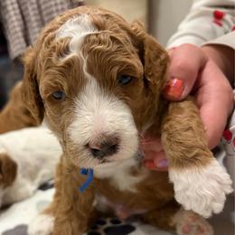 (Kenny)Rogers - Apricot male Goldendoodle puppy in Burley, Idaho from Gold Country mini doodles