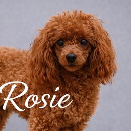 Rosie - Poodle