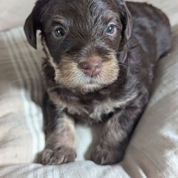 Girl 1 - Brown female Schnoodle puppy in Holmesville, Ohio from Pawsome Puppies