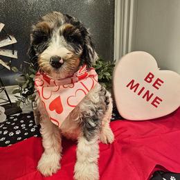 Dark Blue collar - Blue merle male Bernedoodle puppy in Shelby, North Carolina from Forever Grateful Doodles