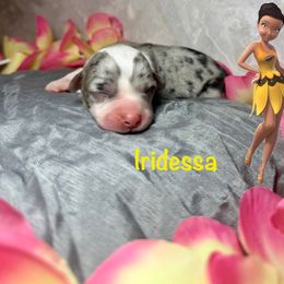 Iridessa - White merle female American Corgi puppy in Valley, Washington from Corgis of the Mountain Valley