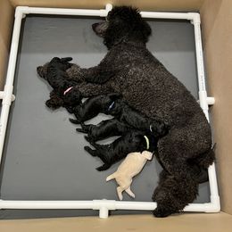 Poodle Puppies from The Rad Poodles