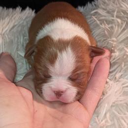 Boston Terrier and French Bulldog Puppies from Reds Studio