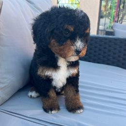 Amanda - Tri-color Bernedoodle puppy in Los Angeles, California from Bernied00dle Love