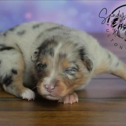 Paisley - Blue merle female Australian Shepherd puppy in Fultonville, New York from Sandy Aussies & Pomeranians