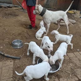 Dogo Argentino Puppies from De la Fuerza de Dios