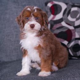 Fenway (socialization program student) - Chocolate merle male Bernedoodle puppy in Dundee, Ohio from Down Home Doodle