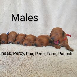 Goldendoodle Puppies from Penny_redminigoldendoodles7