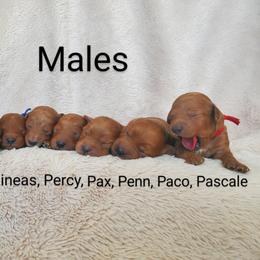 Goldendoodle Puppies from Penny_redminigoldendoodles7