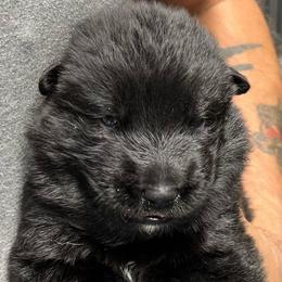Boy 1 - orange collar - Black male German Shepherd puppy in Sharon Grove, Kentucky from Julie’s Shepherds