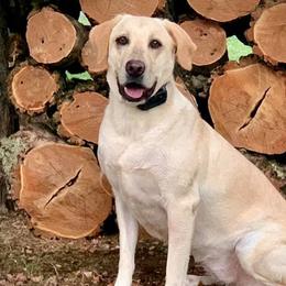 Labrador Retrievers from Homestead Retrievers