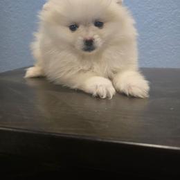 Lisa Frank - Cream female Pomeranian puppy in Texas from Ruby's Poms