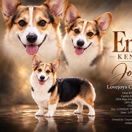 Josie - Pembroke Welsh Corgi