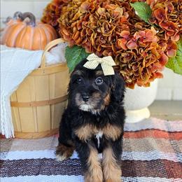 Ember - Phantom female Bernedoodle puppy in Russell Springs, Kentucky from 270 Doodles