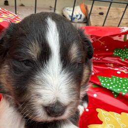 Rollo - Black white and tan male Shetland Sheepdog puppy in Kerville, Texas from Cedar Hill Kennels