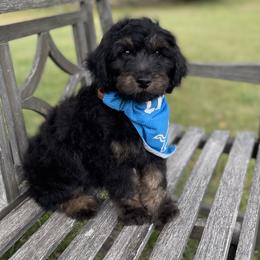 Sirius - Sable Bernedoodle puppy in Paw Paw, Michigan from Ockerdoodle Puppies