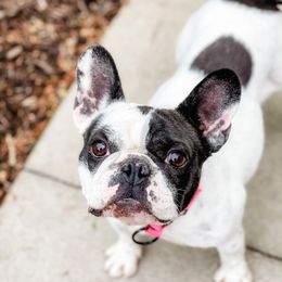 Tootsie  - French Bulldog