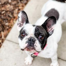 Tootsie  - French Bulldog