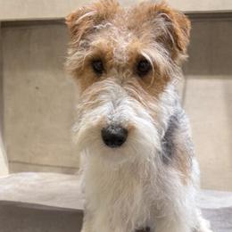 Wire Fox Terriers from A day in the life of a wire fox terrier